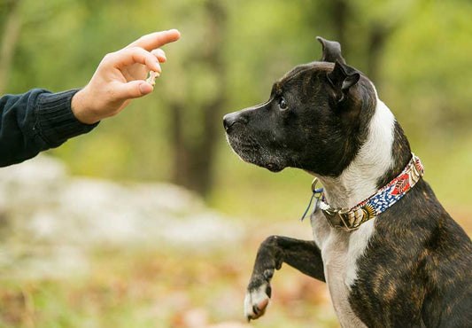 Dog Training Secrets: How to Make It Fun and Effective